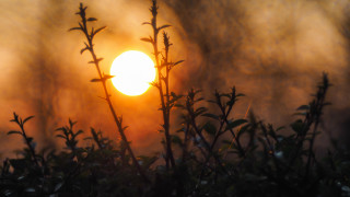 Sun fog bush leaves macro - a few branch free wallpaper for desktop