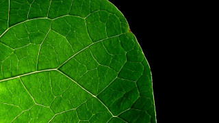 Green leaf reflection macro photography - a light reflection free wallpaper