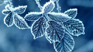 Frosted leaf blue background macro - frost free wallpaper