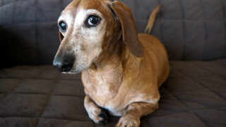 Dog couch brown blanket shiba - diffuse free wallpaper