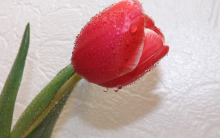 Red flower water droplets green 10 - a green stem free wallpaper for desktop