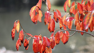 Branch red leaves water autumn - boetius adamsz bolswert free wallpaper