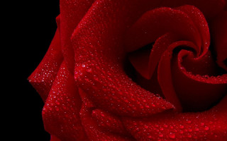 Red rose water droplets gothic 9 - petal free wallpaper