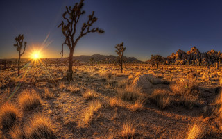 Desert sunset tree rocks bushes - a few bush free wallpaper