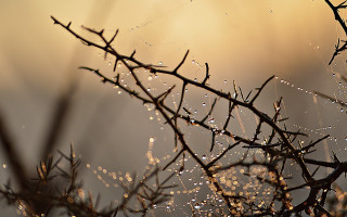 Branch water drops evening sun - a branch free wallpaper