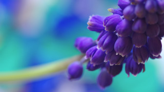 Purple flower blurry background macro 4 - bracha l. ettinger free wallpaper for desktop