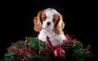 Dog christmas berries ornaments flower - a black background behind free wallpaper