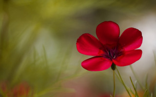 Red flower macro blurry butterfly - a red flower free wallpaper