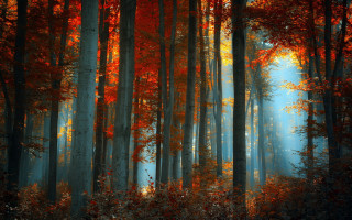 Forest leaves sunlight autumn nature - the sunlight free wallpaper