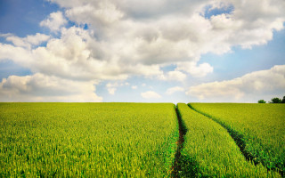 Green field sky clouds trail - green grass free wallpaper