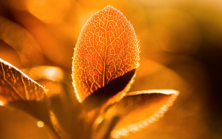 Yellow leaf macro autumn fire - a close up of a leaf free wallpaper