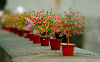 Red pots pink flowers ledge 2 - a row free wallpaper for desktop