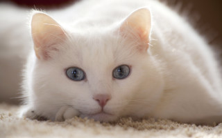 White kitten blue eyes curious 3 - a carpet free wallpaper