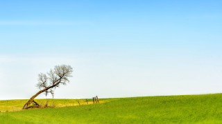 Lone tree grassy field fence - a lone tree free wallpaper