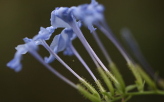 Blue flower closeup green stem - a blue flower free wallpaper