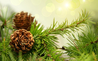 Pine cone branch bokeh lights - boke free wallpaper