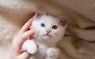 White kitten blue eyes held - a white blanket free wallpaper