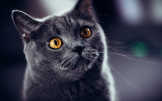 Gray cat yellow eyes serious 10 - a gray cat free wallpaper