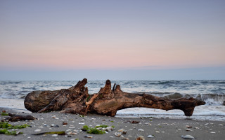 Beach log pink sky waves - lightroom free wallpaper