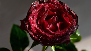 Red rose water droplets gothic 16 - anne dunn free wallpaper for desktop