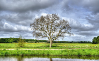 Tree field water path nature - dirck de bray free wallpaper