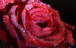 Red rose water droplets macro 35 - a red rose free wallpaper