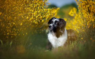 Dog flower field blue sky - free autumn wallpaper