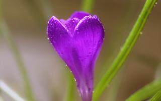 Purple flower water droplets green 7 - green stem free wallpaper
