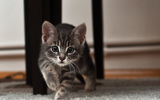 Blue eyed kitten on carpet - kitten free wallpaper
