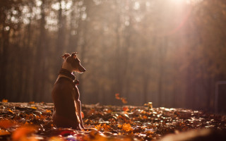 Dog leaves woods sky sun - the sky and trees free wallpaper