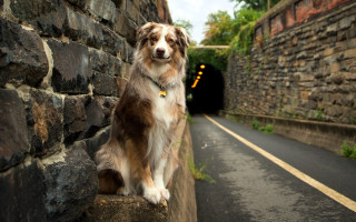 Dog wall tunnel road portrait - furry free wallpaper for desktop