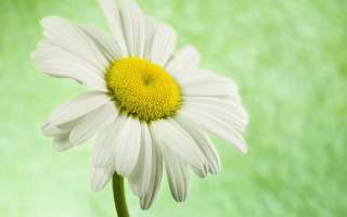 White daisy yellow center green - white background free wallpaper for desktop
