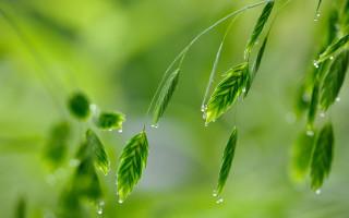 Green plant water drops macro 2 - a green plant free wallpaper