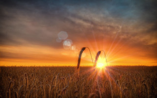 Wheat field sunset clouds matte - the cloud free wallpaper for desktop