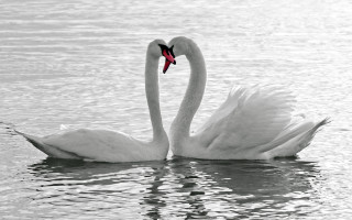 Swans heart shape romantic neo - a heart shape free wallpaper
