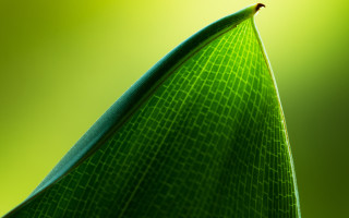 Green leaf macro sharp blurry - focus free wallpaper