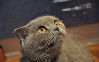 Gray cat yellow eyes blurry 2 - a blue wall free wallpaper