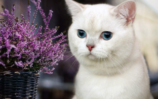 White cat blue eyes purple - a basket free wallpaper for desktop