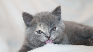 Small gray kitten white blanket - a small gray kitten free wallpaper