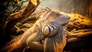 Large lizard tree branch zoo - its eye free wallpaper
