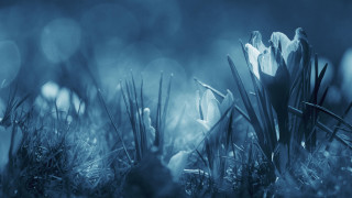 Flower branch moonlight nature night - a blurry background of the grass free wallpaper