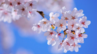 Cherry flowers blue sky macro - white flower free wallpaper