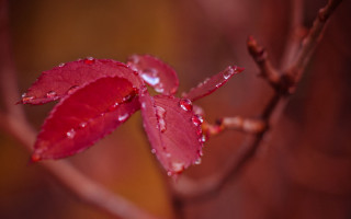 Red leaf water droplets branch - a red leaf free wallpaper for desktop