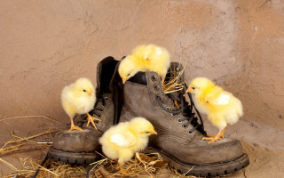 Boots chicks wall straw surrealism - digital art free wallpaper for desktop