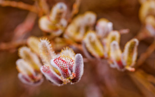 Flower macro blurry bokeh chromatic - petal free wallpaper