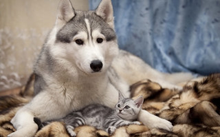 Husky kitten adorable blurry background - a blanket together free wallpaper
