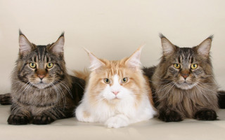 Three cats white surface looking - free cats wallpaper