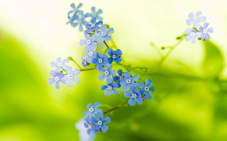 Blue flower macro background leaves - a green plant free wallpaper