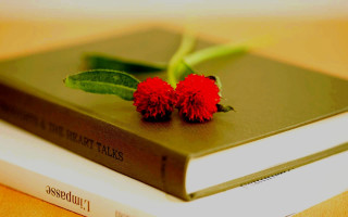 Book flower table leaf art - a green leafy plant free wallpaper