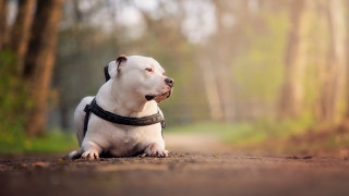 White dog black collar woods - a black collar free wallpaper
